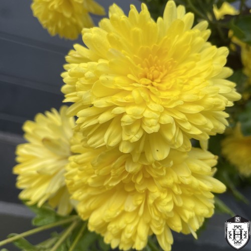 Chrysanthemum Yellow - Krüsanteem Yellow C1,5/1,5L
